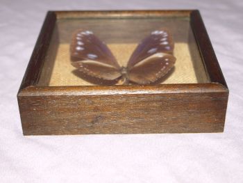 Mounted Butterfly in Box Frame #2. (3)