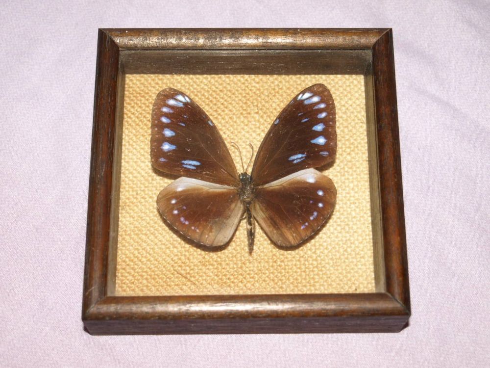 Mounted Butterfly in Box Frame #2.