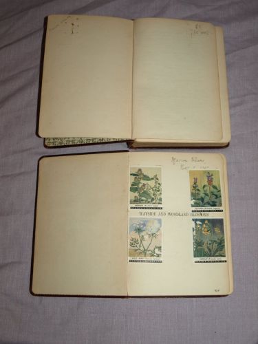 Wayside and Woodland Blossoms Series 1 and 2 by Edward Step. 1909. (4)