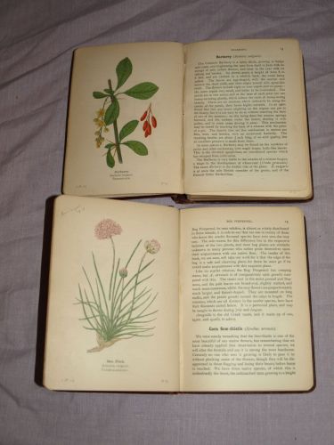 Wayside and Woodland Blossoms Series 1 and 2 by Edward Step. 1909. (6)