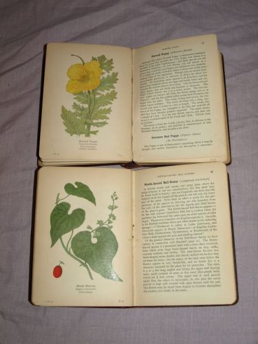 Wayside and Woodland Blossoms Series 1 and 2 by Edward Step. 1909. (7)