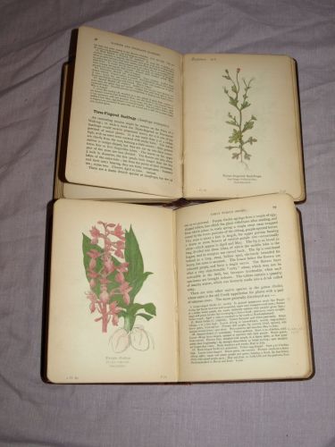 Wayside and Woodland Blossoms Series 1 and 2 by Edward Step. 1909. (8)