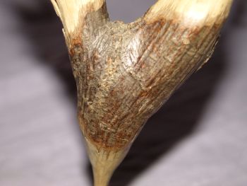 Hand Carved Wooden Cockerel. (6)