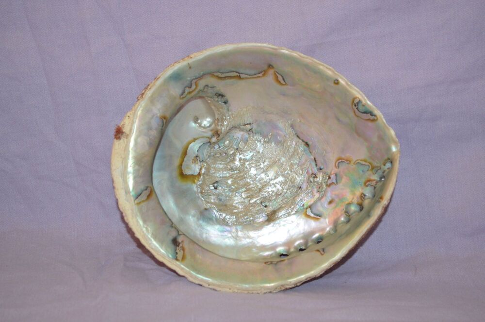 Large Abalone Paua Shell