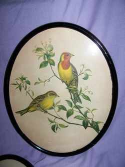 Set of Three Oval Framed Bird Pictures