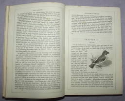 Beetons Book Of Birds (5)