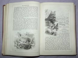 Beetons Book Of Birds (8)