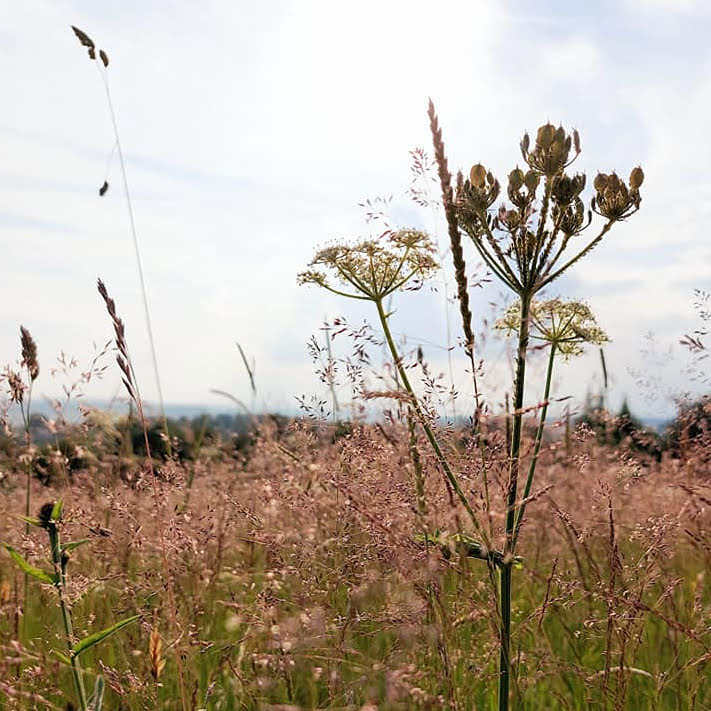  A meadow with grasses and hogweed seed heads