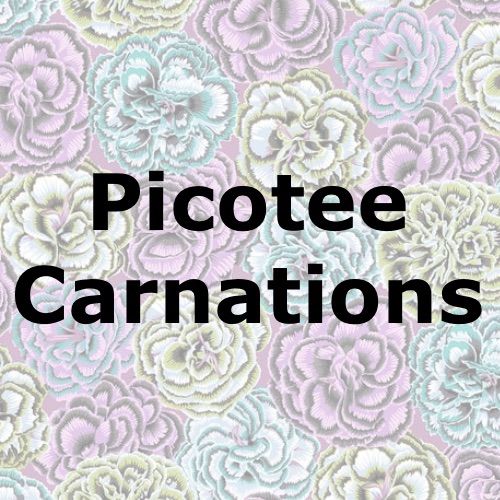 Picotee Carnations