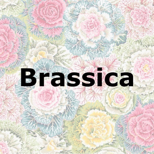Brassica