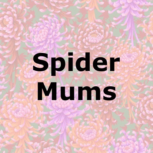 Spider Mums