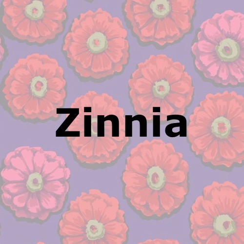 Zinnia