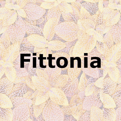 Fittonia