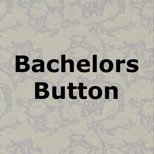 Bachelors Button