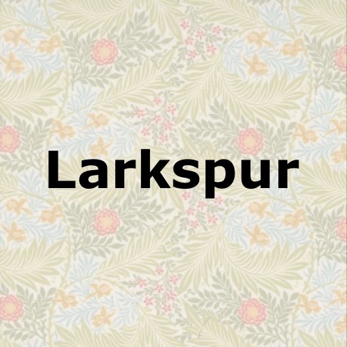 Larkspur