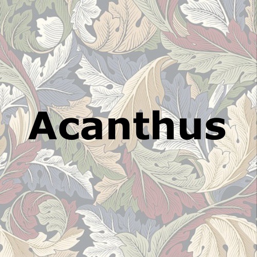 Acanthus