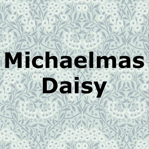 Michaelmas Daisy