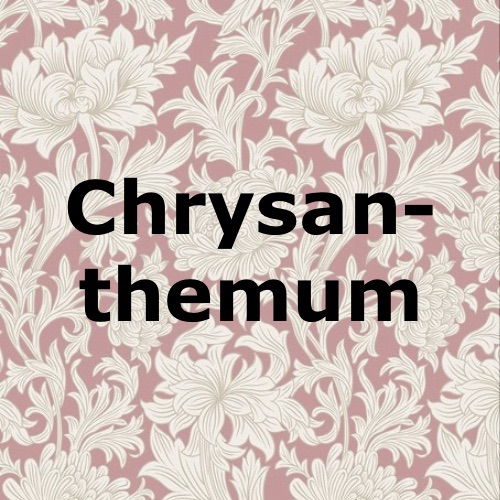 Chrysanthemum