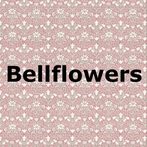 Bellflowers
