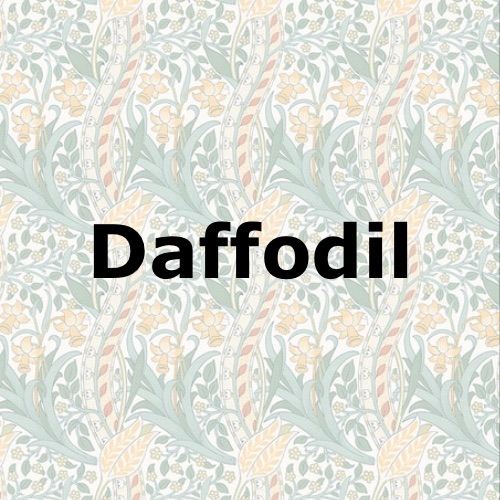 Daffodil