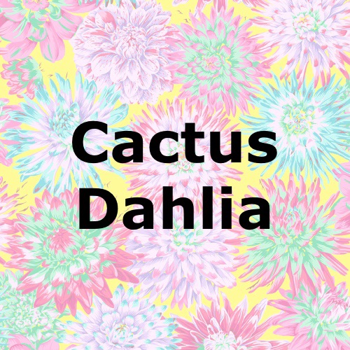Cactus Dahlia