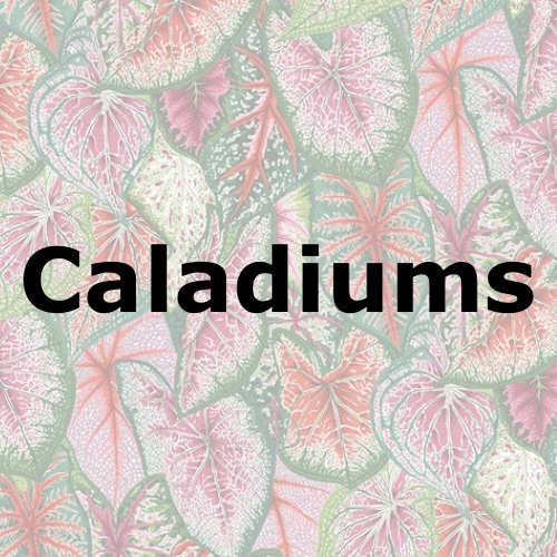 Caladiums