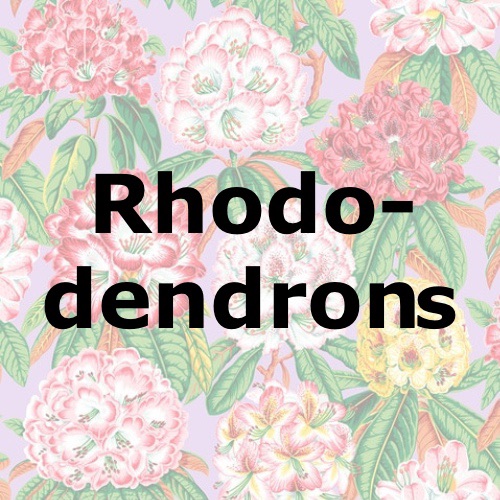 Rhododendrons