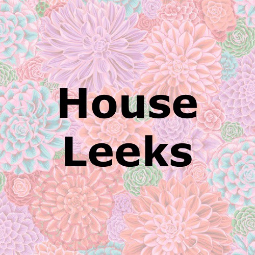 House Leeks