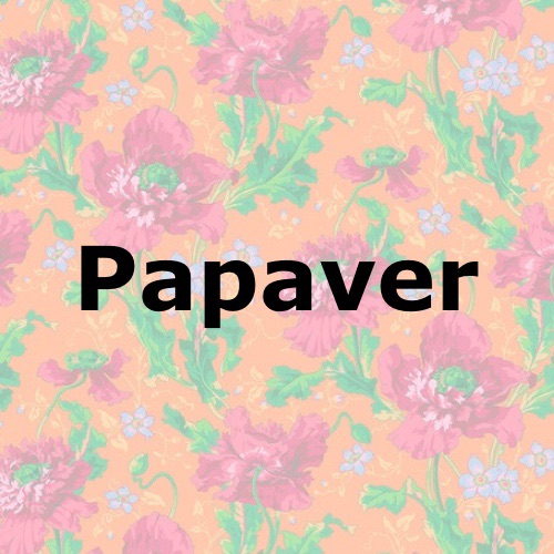 Papaver