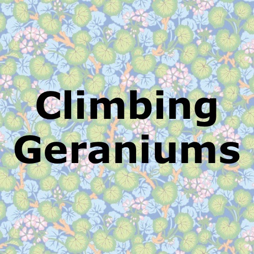 Climbing Geraniums