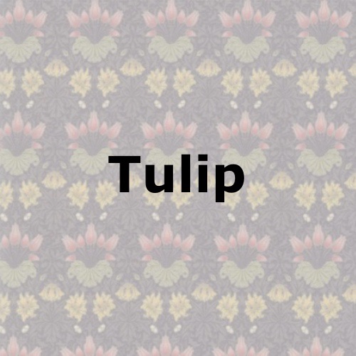 Tulip