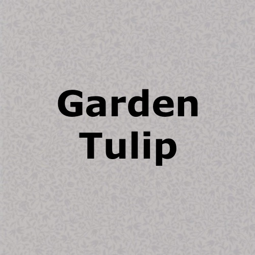 Garden Tulip