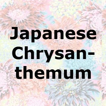Japanese Chrysanthemum