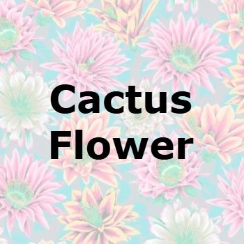 Cactus Flower