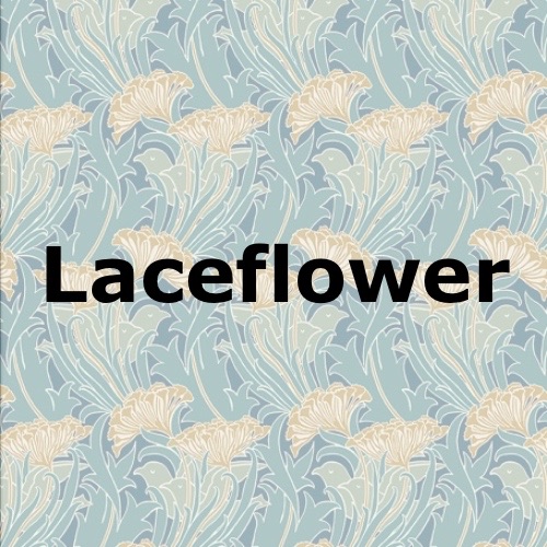 Laceflower