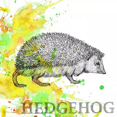 Autum Hedgehog - 3332513