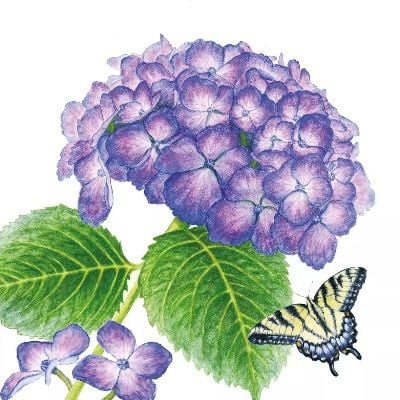 Hydrangea & Butterfly - 1253741