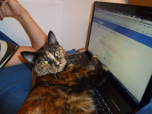 Mia on the laptop!