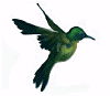bird42