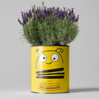 Bee Happiness Grow Your Own Kit