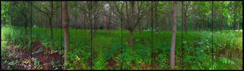 Into the Woods - A1 STAGE - POP-UP FLATS 2.3m high - PHOTOS - 02 - All 8 Wo