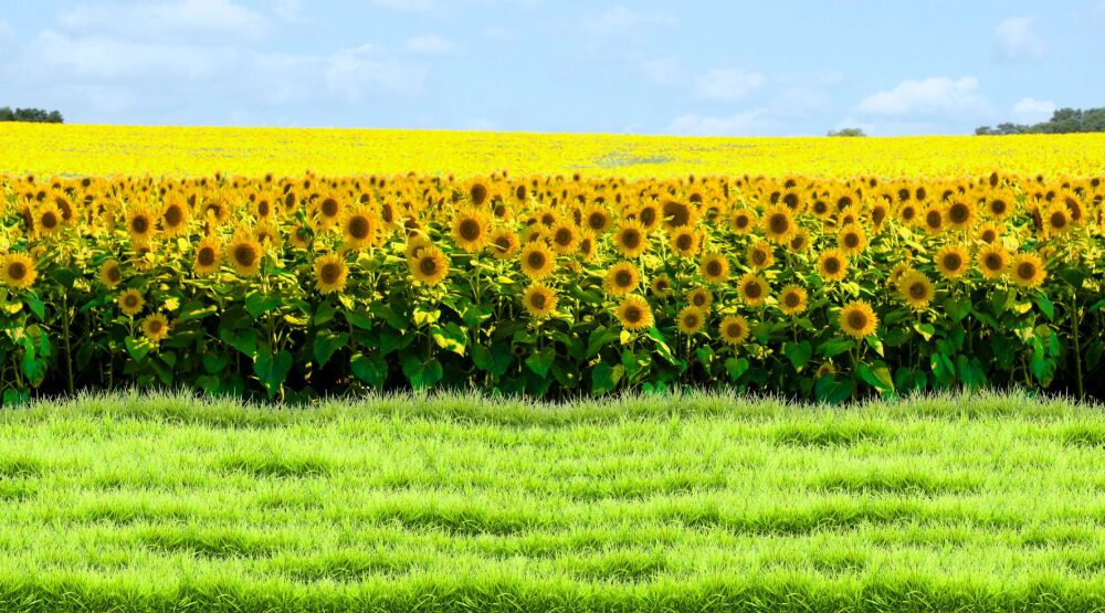 Calendar Girls - A1 STAGE - BACKDROPS - PHOTOS - 02 - Sunflower Fields BD
