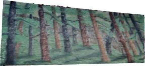 A1 STAGE BACKDROPS - BE007 -Woodland Glade (30w X 14h).JPG