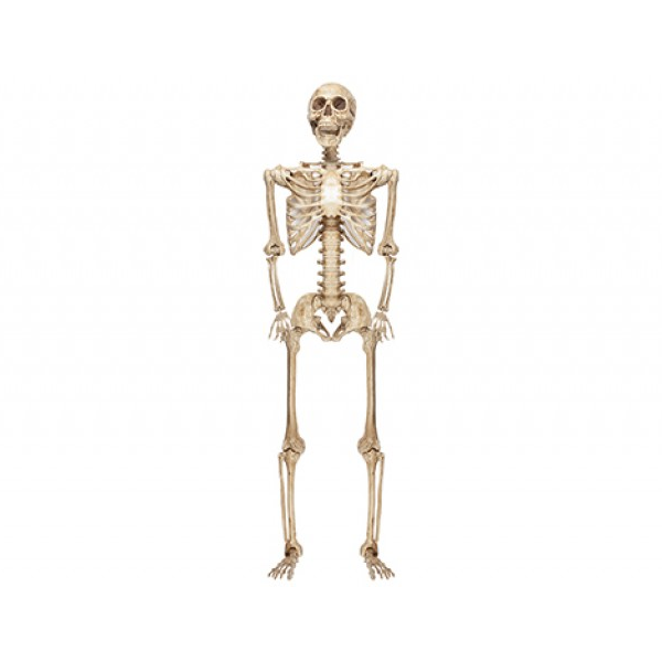 Hanging Halloween Skeleton