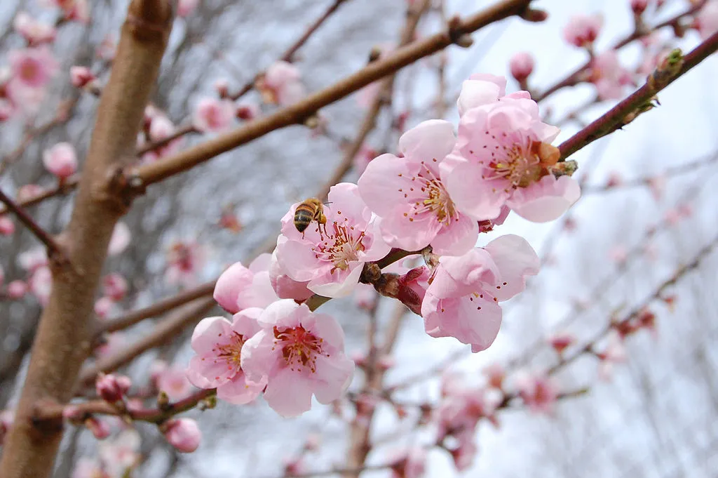 1024px-Peach_blossoms_and_a_bee