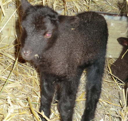 CIMG0955 new born manx lamb