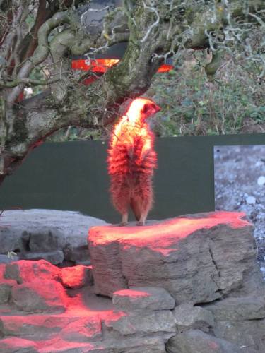 Red Meercat