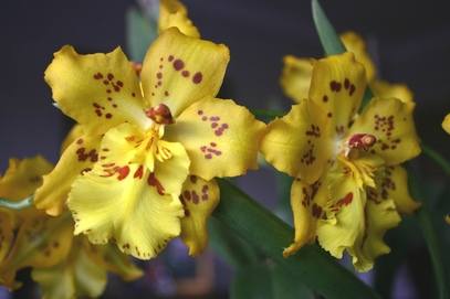 Yellow non phal orchid