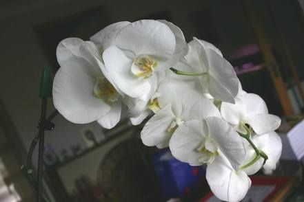 White orchid