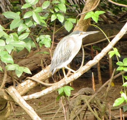 Little green Heron